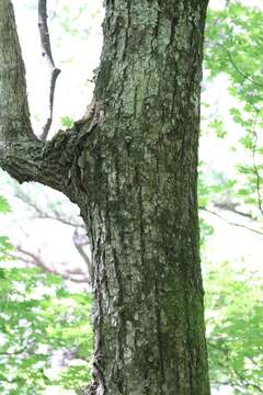 Image of Tilia amurensis Rupr.