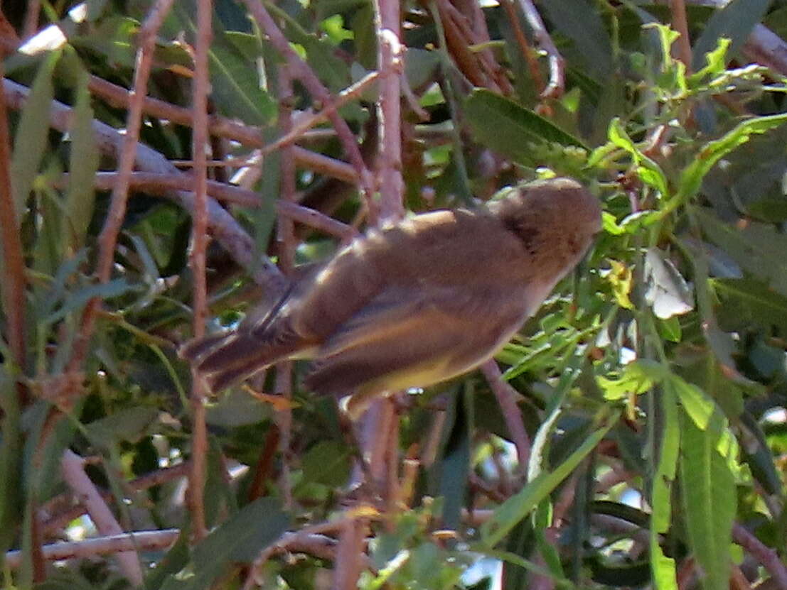 Image of Yellow-bellied Eremomela