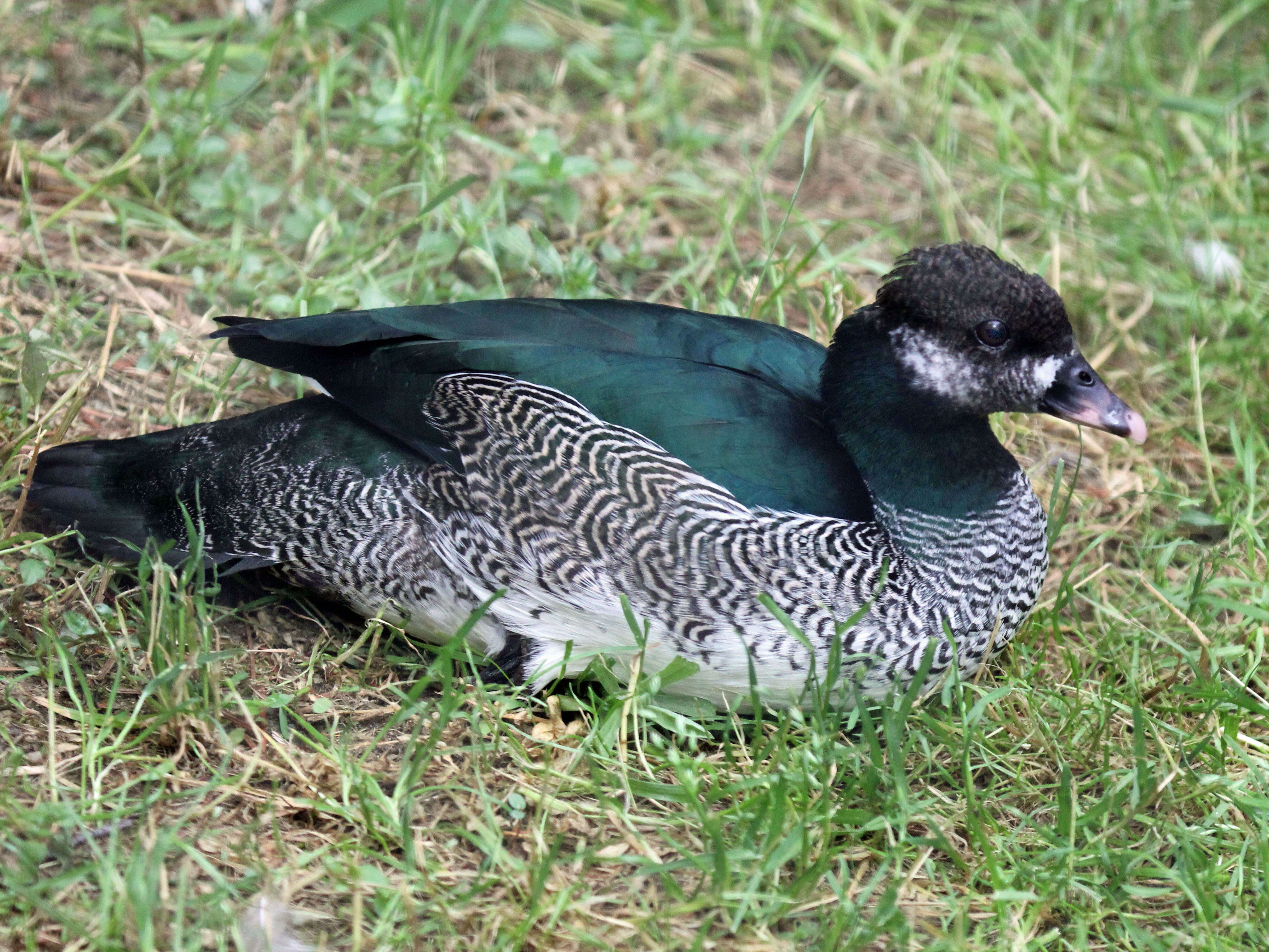 Image of Green Pygmy Goose