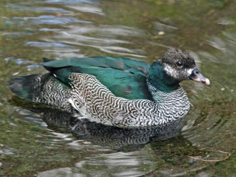 Image of Green Pygmy Goose