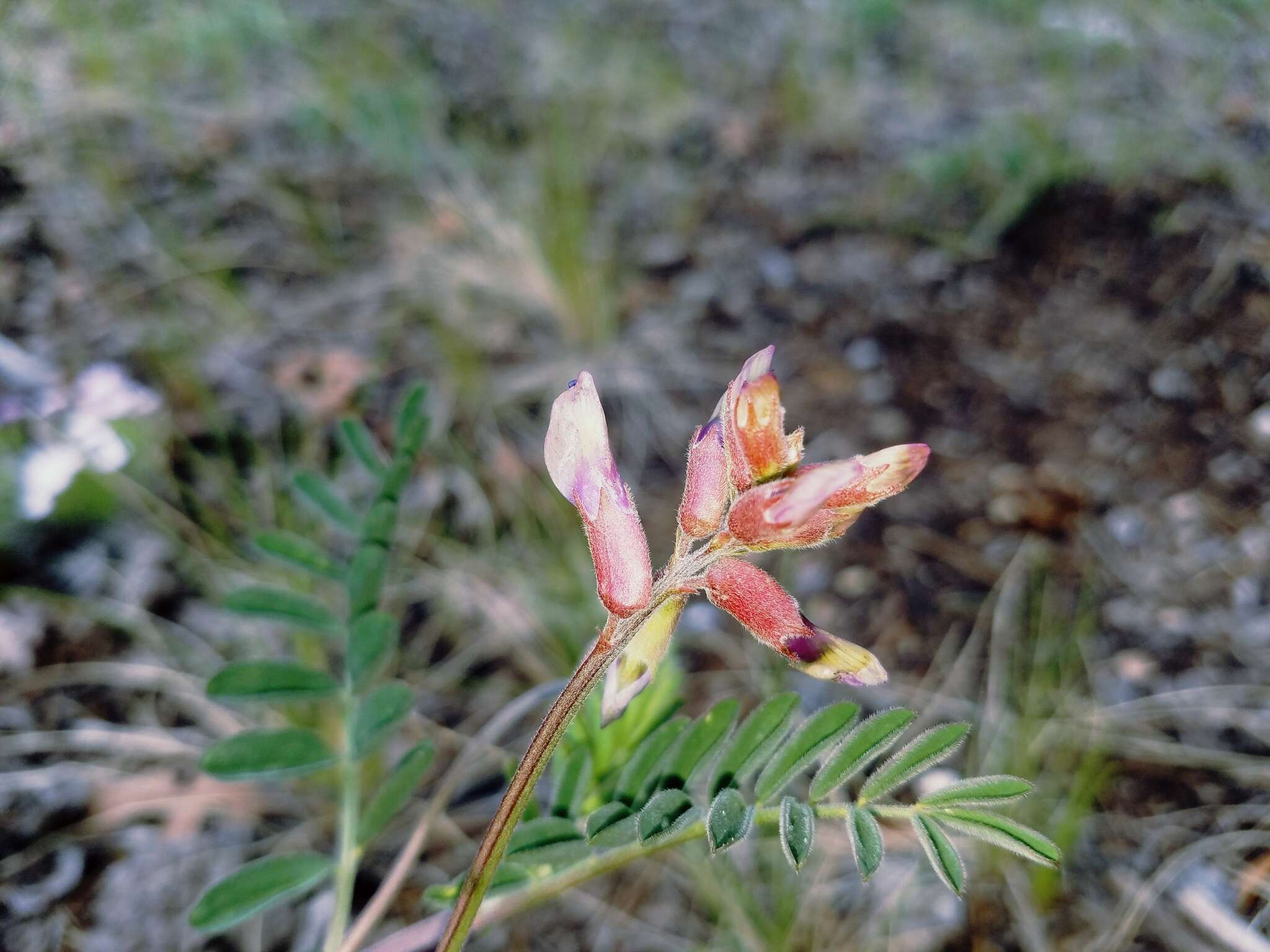 Imagem de Astragalus hallii var. fallax (S. Wats.) Barneby