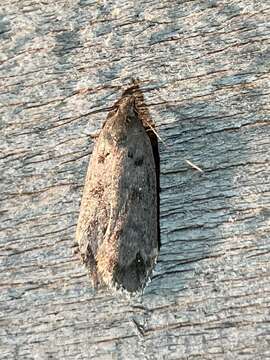 Image of Dark-headed Aspen Leafroller Moth