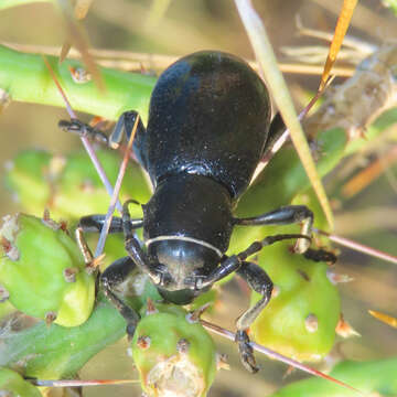 Image of Long-horned beetle