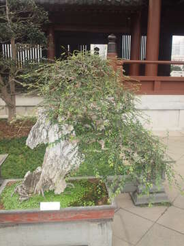 Image of Siberian Elm