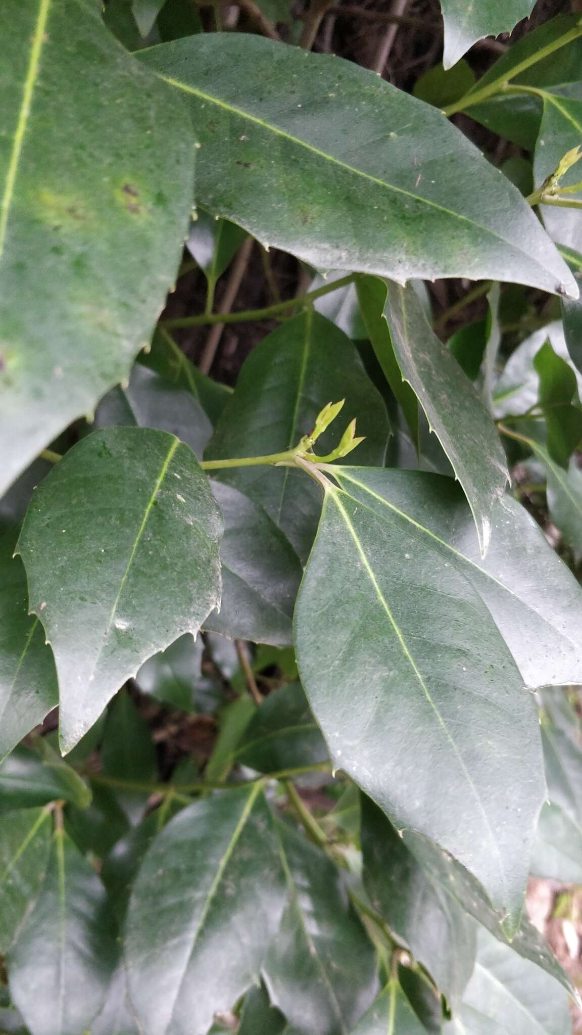 Image of Ilex canariensis subsp. azevinho (Sol. ex Lowe) G. Kunkel