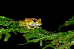 Image of Chiriqui Robber Frog