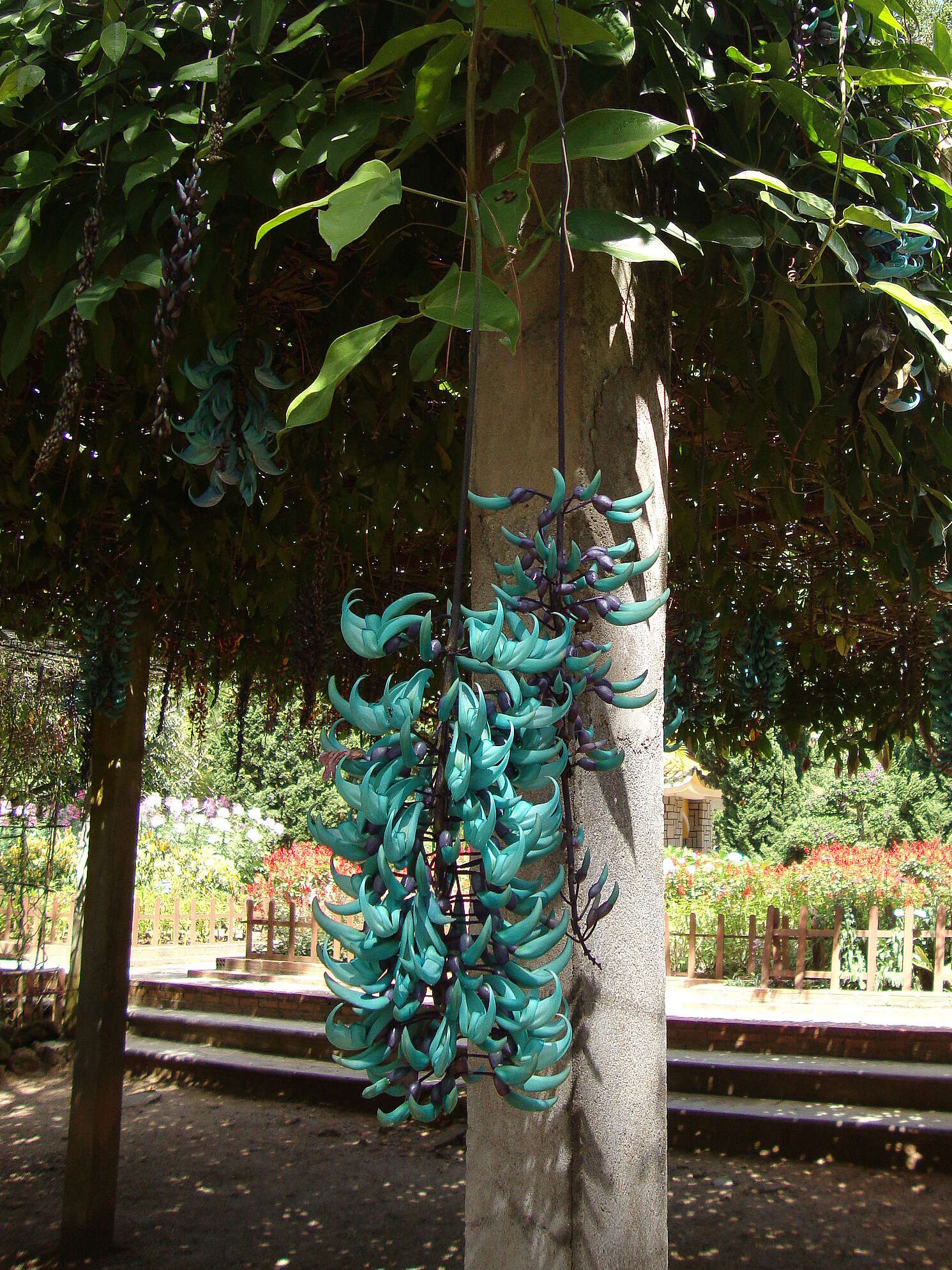 Image of Jade Vine