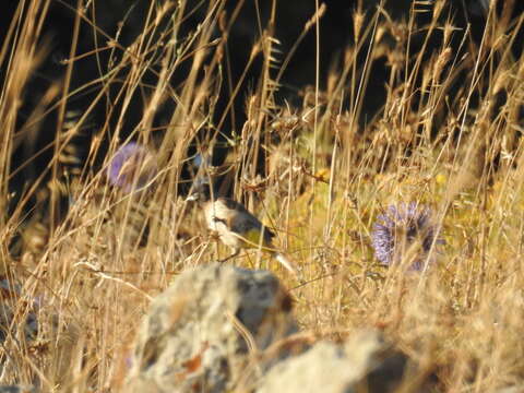 Image of White-eyed Bulbul