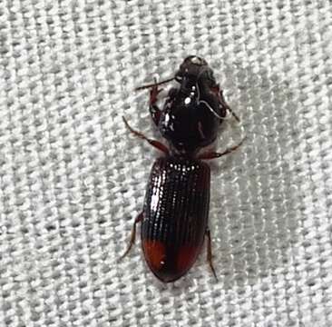 صورة Clivina (Paraclivina) bipustulata (Fabricius 1798)