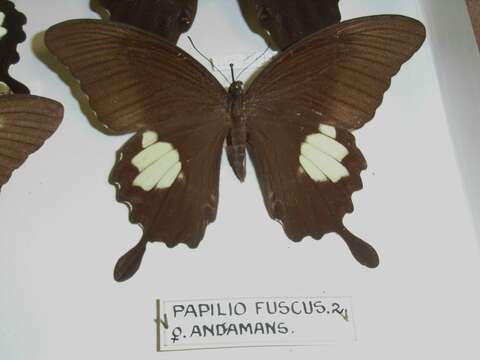 Image of Canopus Swallowtail