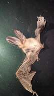 Image of Ognev’s Long-eared Bat