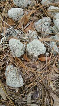 Слика од Cladonia evansii Abbayes