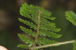 Image of Lastreopsis velutina (A. Rich.) Tindale