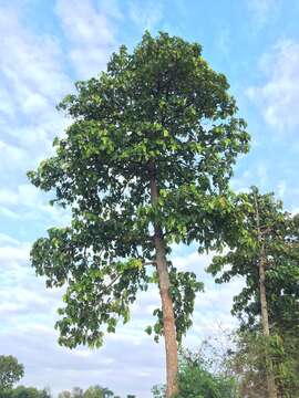 Image of Dipterocarpus tuberculatus Roxb.