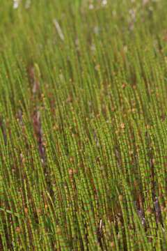 Image of Water Horsetail