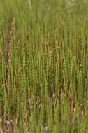 Image of Water Horsetail