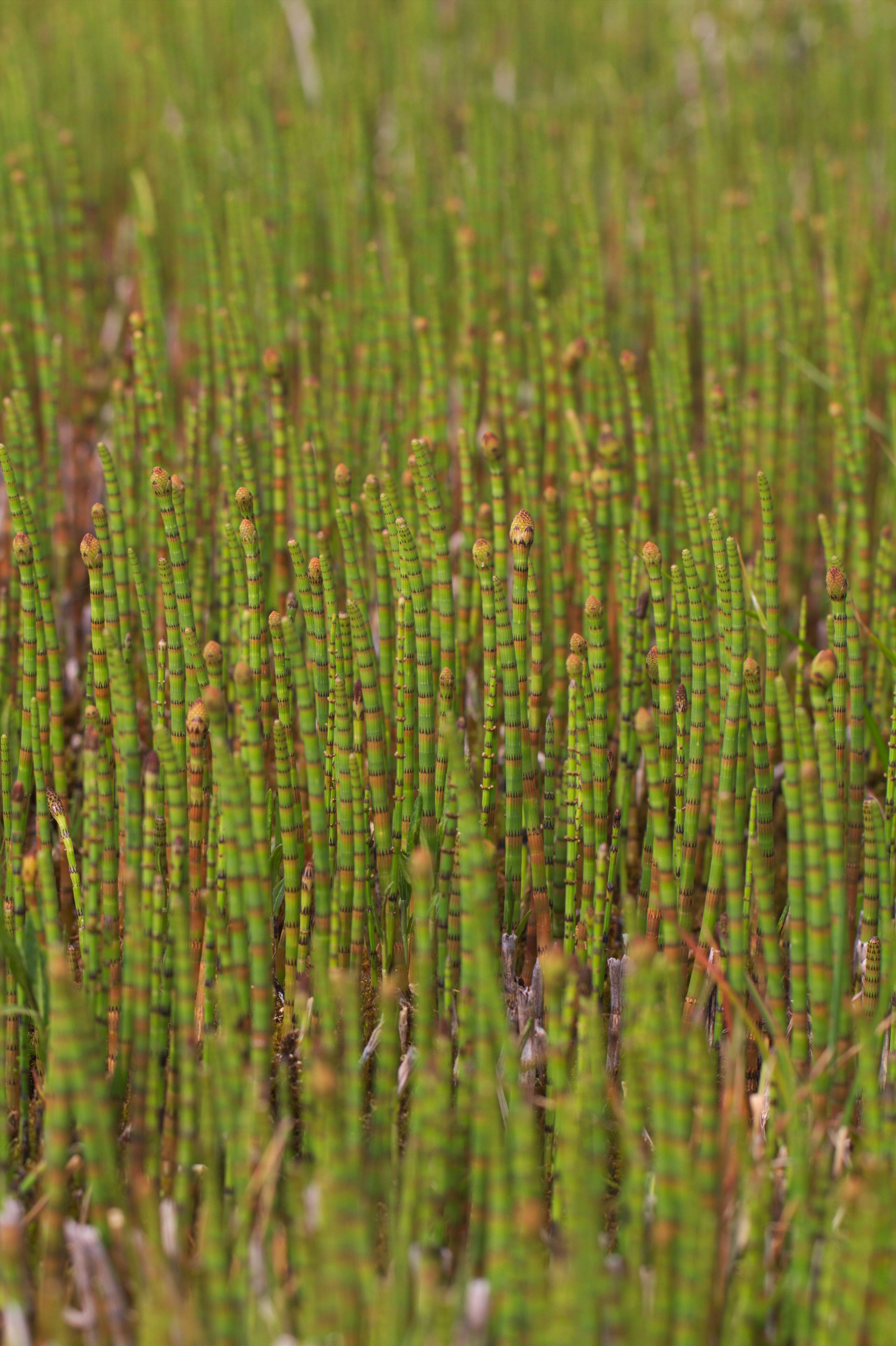 Image of Water Horsetail