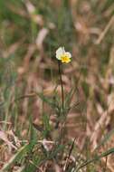 Слика од Viola arvensis Murray