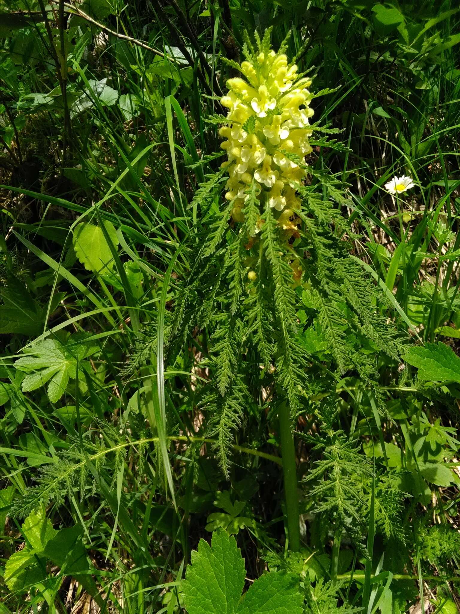 Imagem de Pedicularis foliosa L.