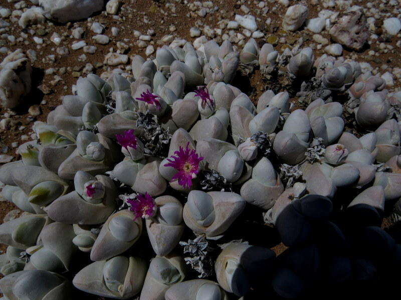 Imagem de Gibbaeum pubescens (Lettsom ex Haw.) N. E. Br.