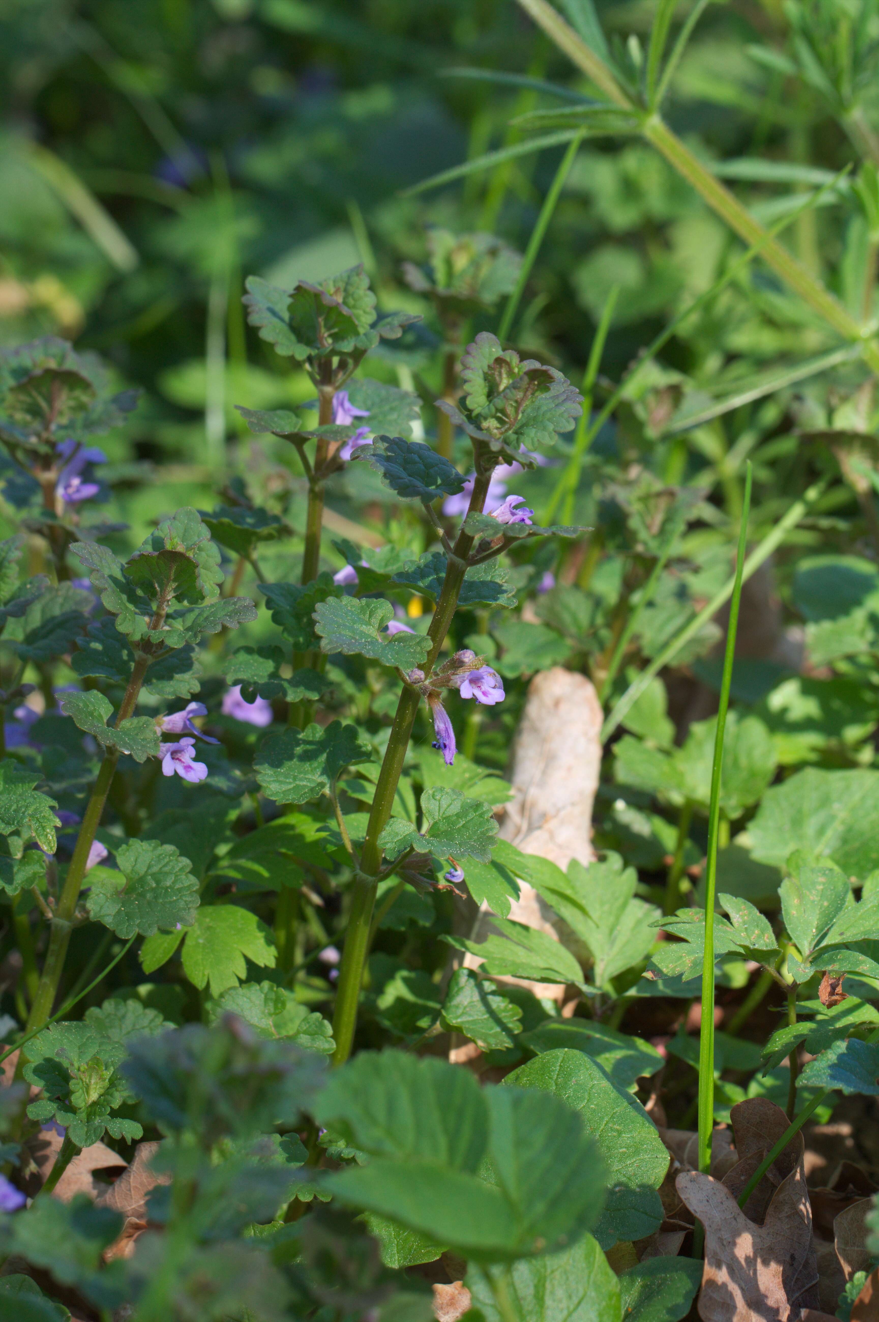 Image of Ground ivy