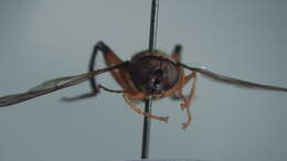 Image of Chalcosyrphus plesia (Curran 1925)