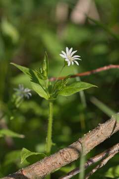 Image of wood stitchwort