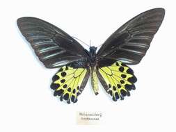 Troides helena (Linnaeus 1758) resmi