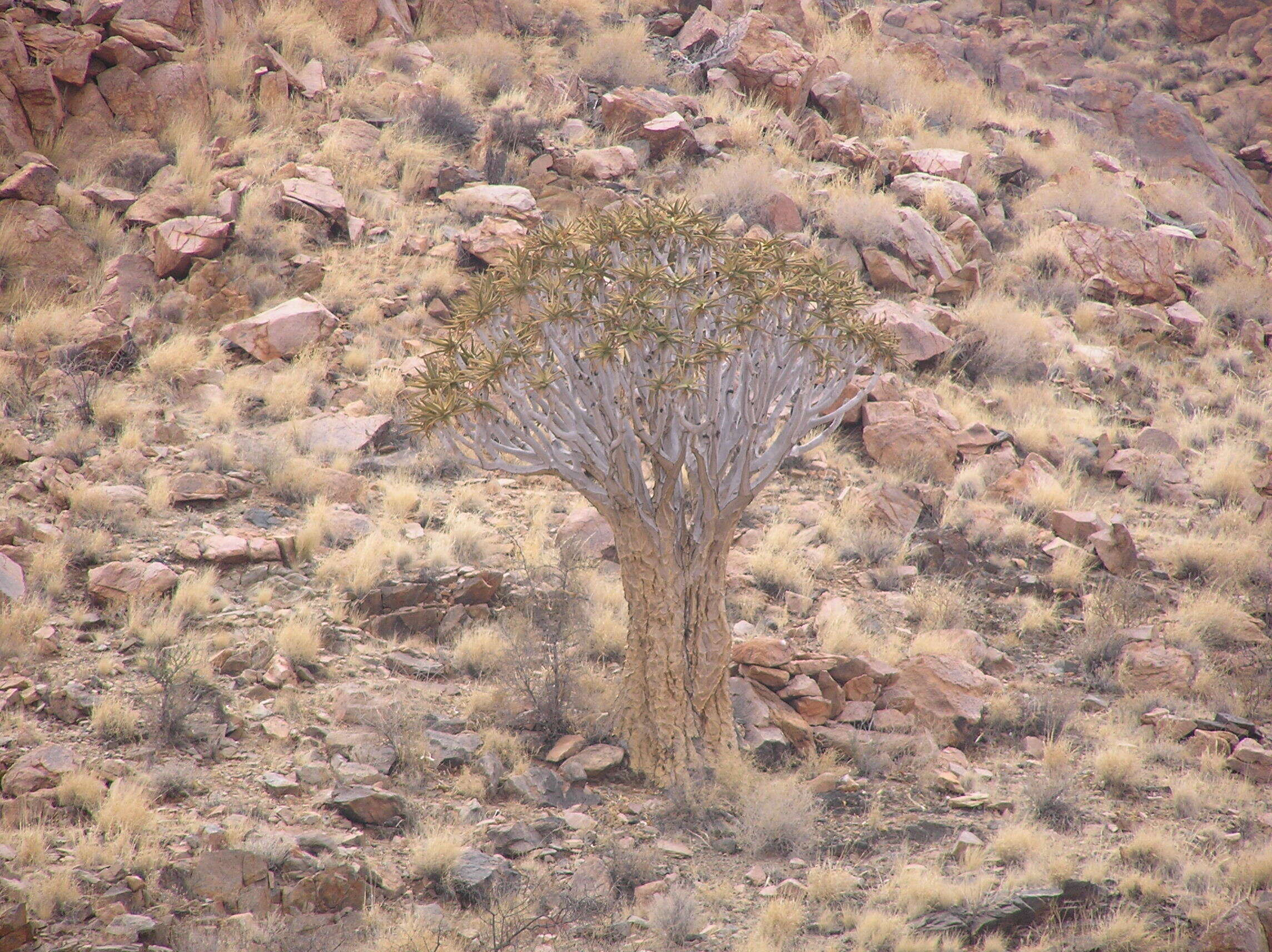 Image of Quiver tree