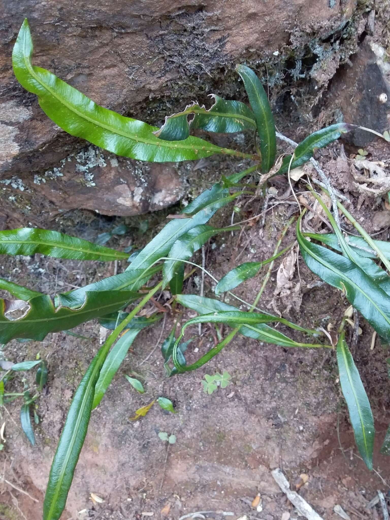 Elaphoglossum acrostichoides (Hook. & Grev.) Schelpe resmi