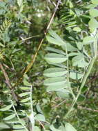 Imagem de Calpurnia villosa Harv.