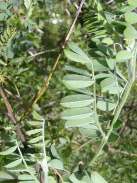 صورة Calpurnia villosa Harv.