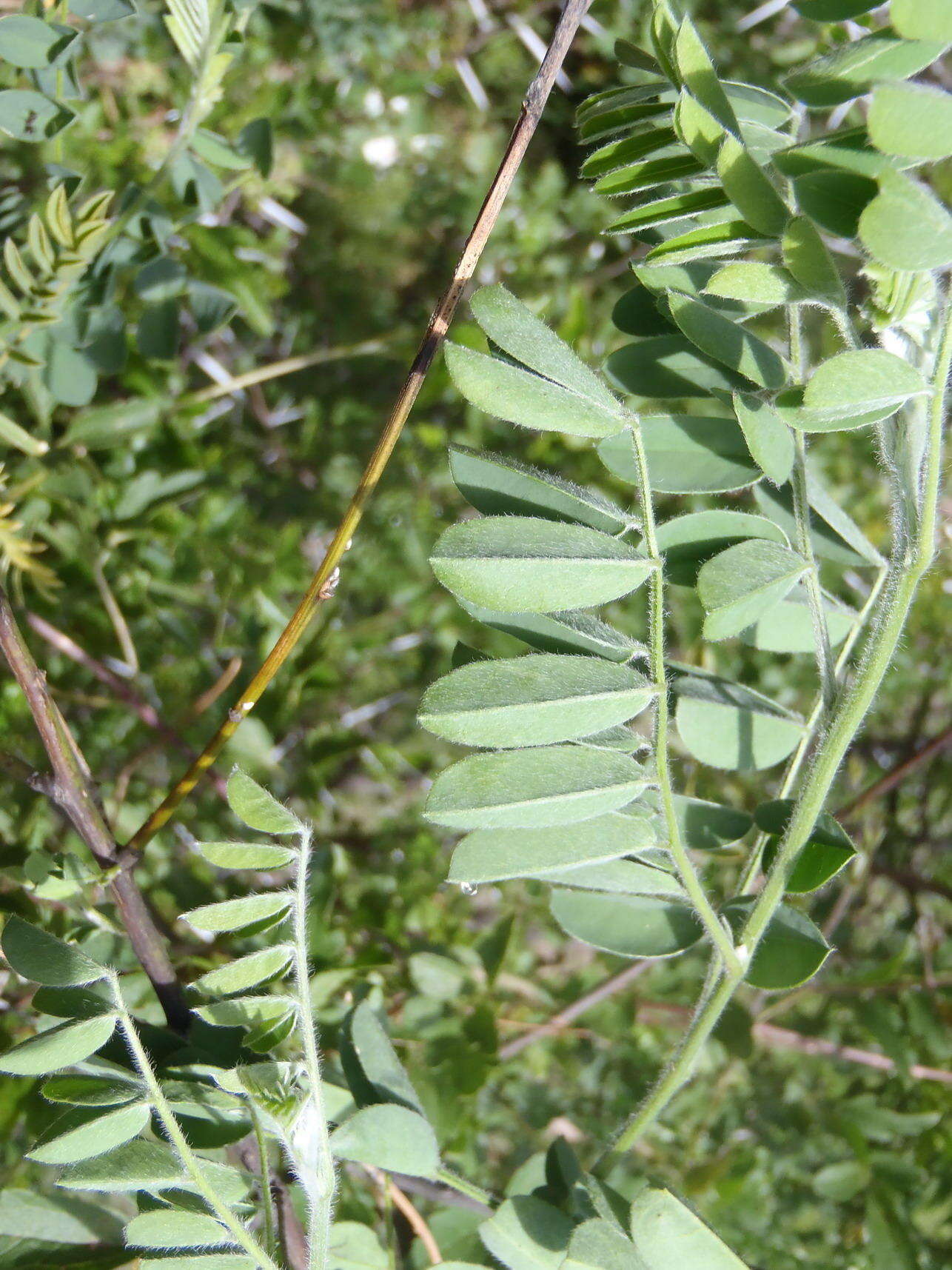 Imagem de Calpurnia villosa Harv.