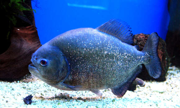 Image of Red-bellied piranha