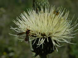 Imagem de Cirsium brevifolium Nutt.