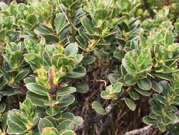 Image of Eucalyptus vernicosa Hook. fil.