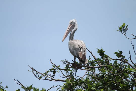 Image of Great White Pelican