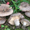 Image of Lactarius cistophilus Bon & Trimbach 1978