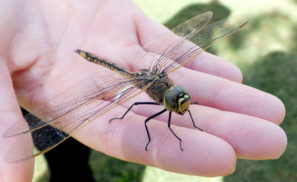 Image of Hemianax papuensis