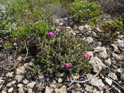 Imagem de Ruschia cymbifolia (Haw.) L. Bol.