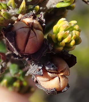 Image of Phylica axillaris var. maritima Pillans