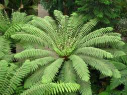 Image of Australian Tree Fern