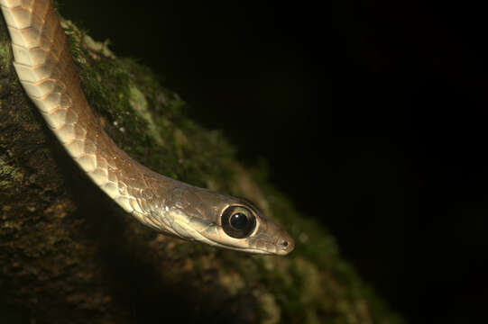 Image of Large-eyed bronzeback