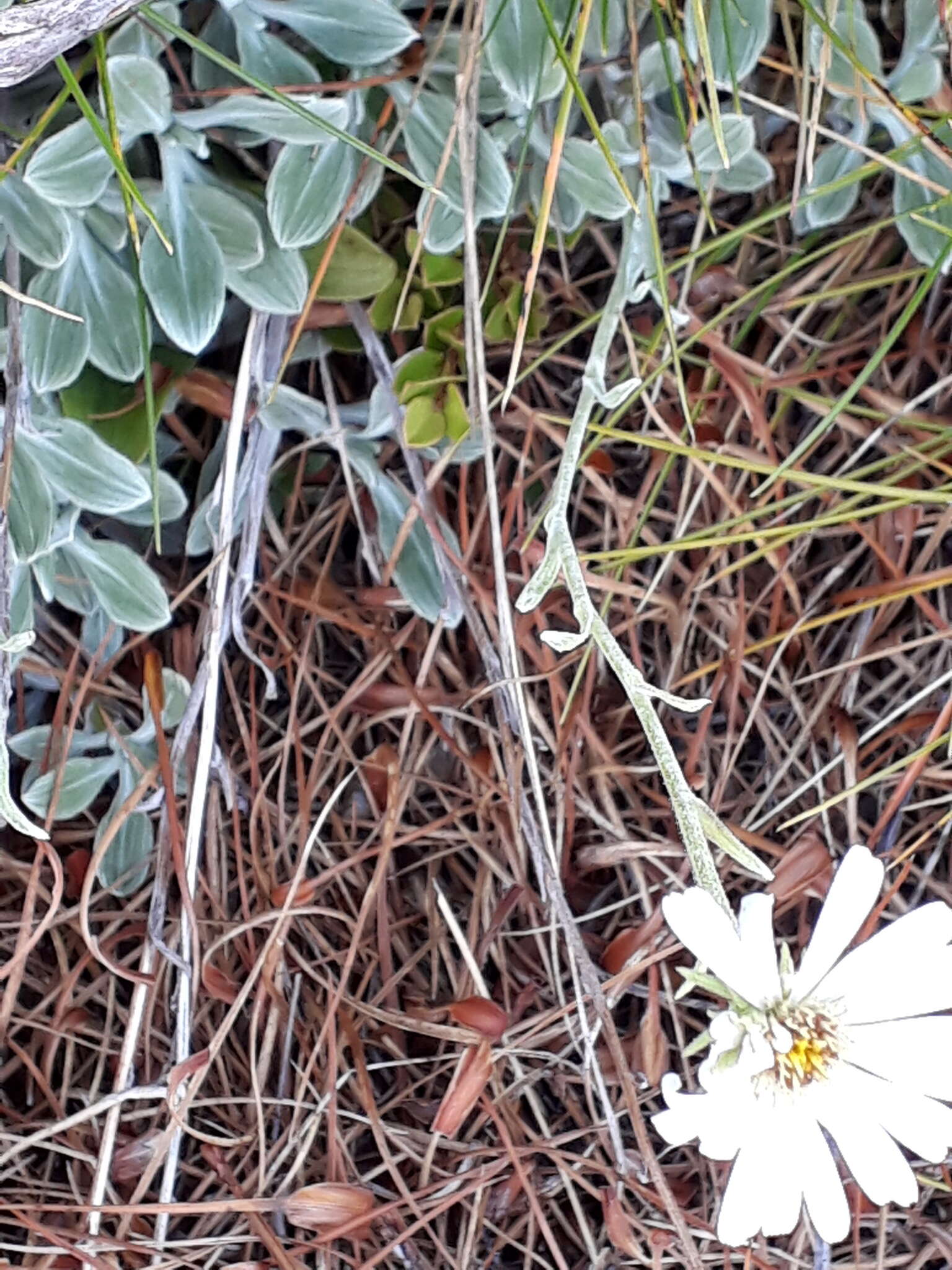 Image of white mountain daisy