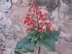 Imagem de Clerodendrum paniculatum L.