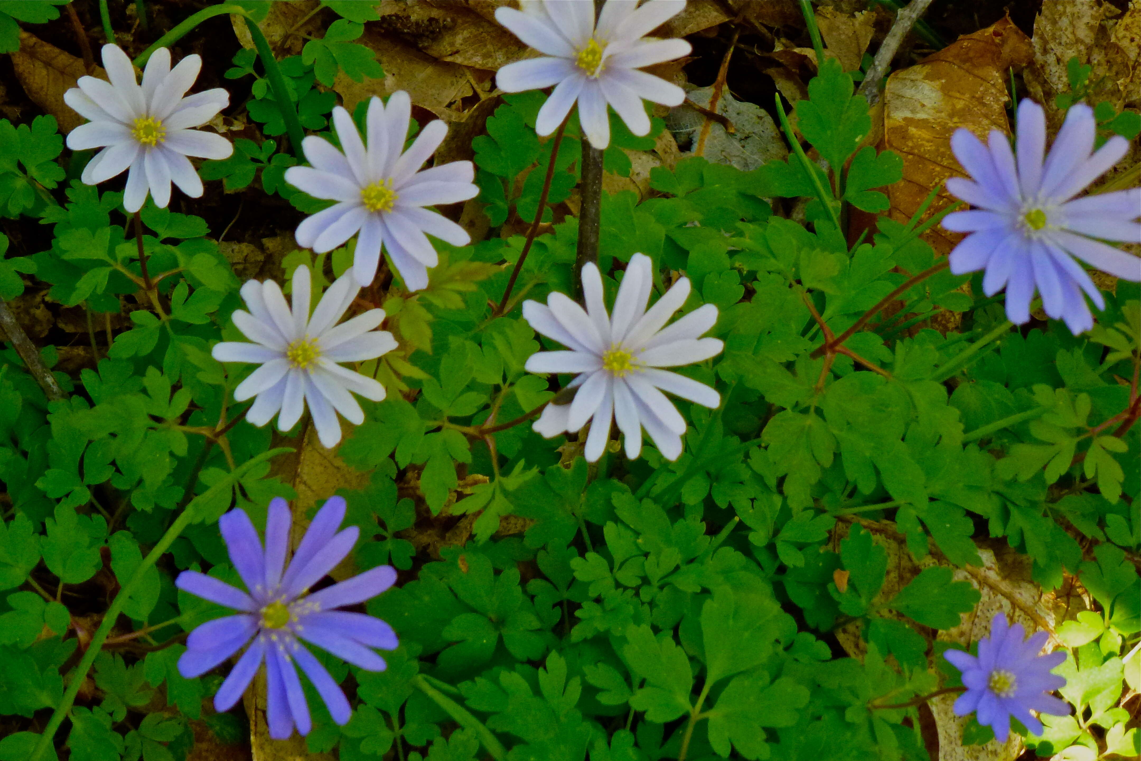 Image of blue anemone