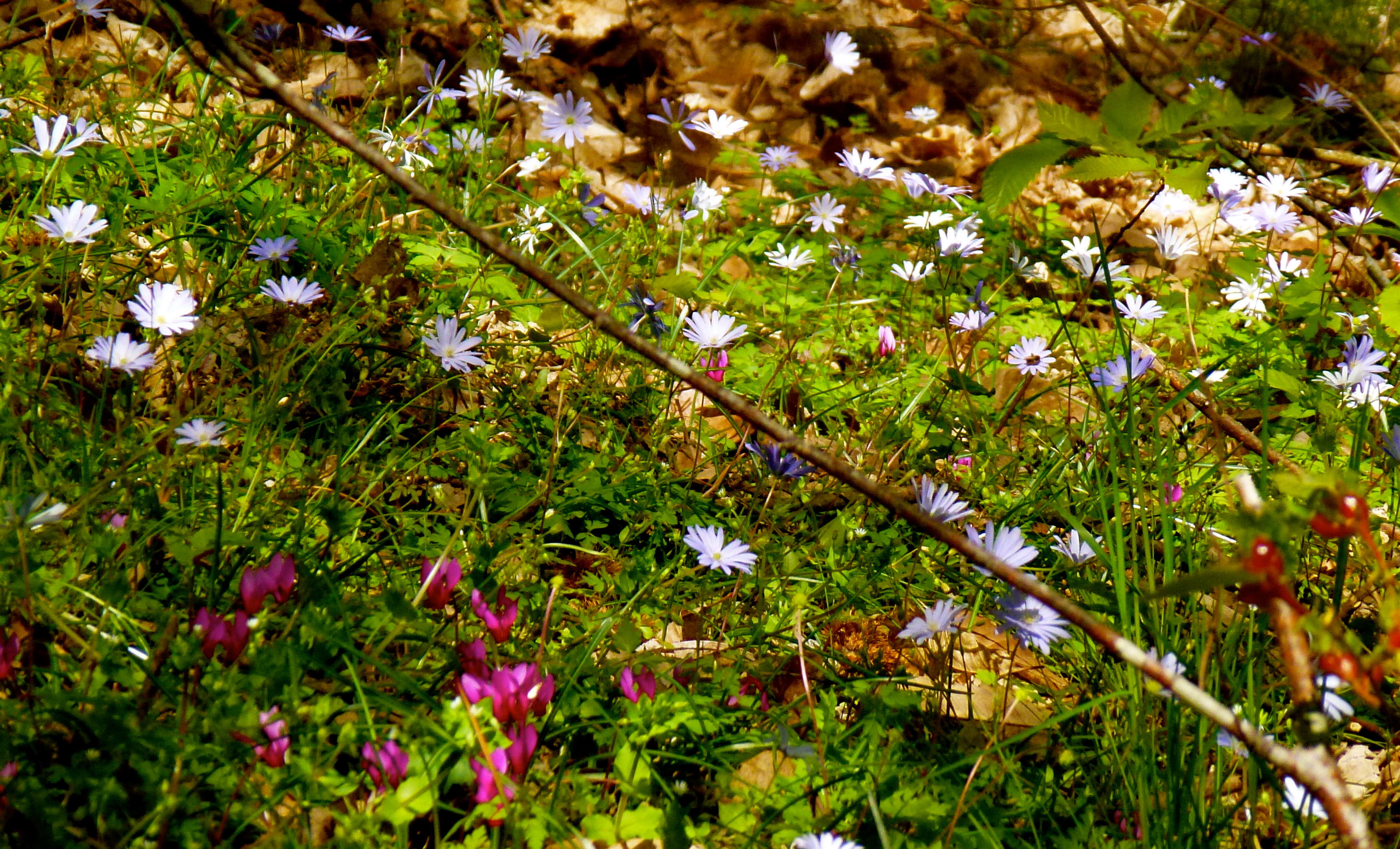 Image of blue anemone