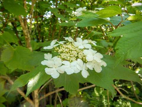 Imagem de Viburnum opulus var. americanum (P. Mill.) Ait.