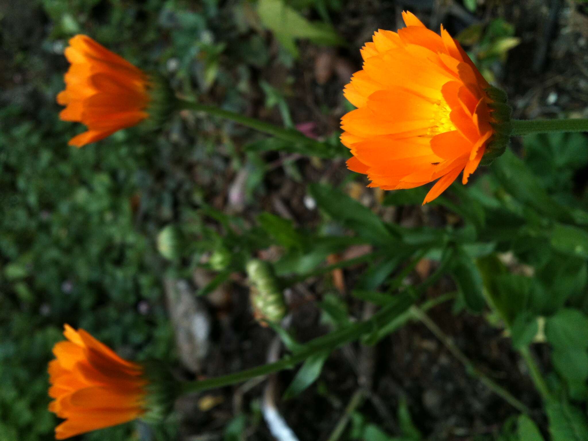 Image of pot marigold