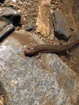 Image of Flat-headed Salamander